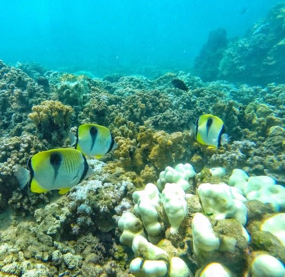My 25 Favorite Things to do Maui (Lahaina, Kihei, Wailea)