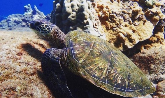 My 25 Favorite Things to do Maui (Lahaina, Kihei, Wailea)