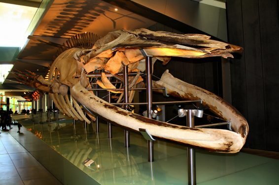 My Favorite 17 Things to do Melbourne, Australia