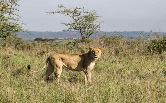 My Favorite 27 Things to do in Nairobi – Updated in 2018