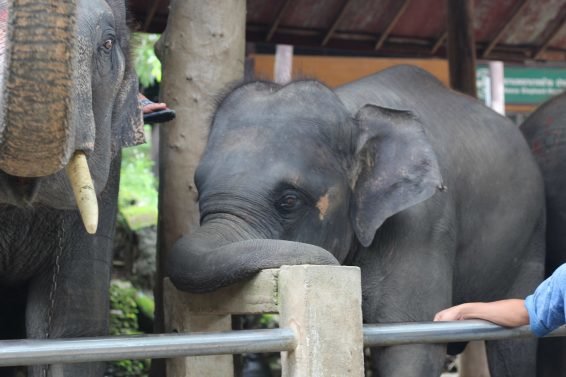 My 30 Favorite Things to do Chiang Mai