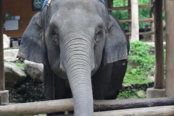 My 30 Favorite Things to do Chiang Mai