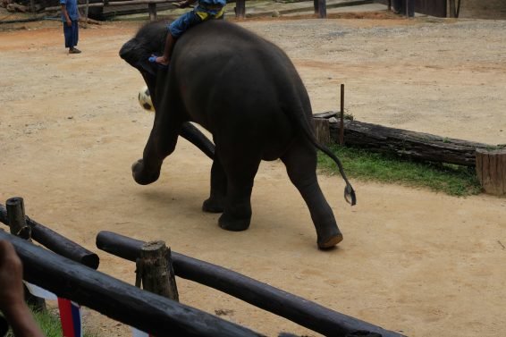 My 30 Favorite Things to do Chiang Mai