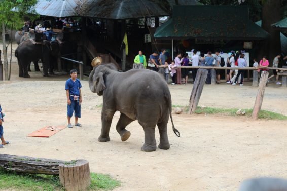 My 30 Favorite Things to do Chiang Mai