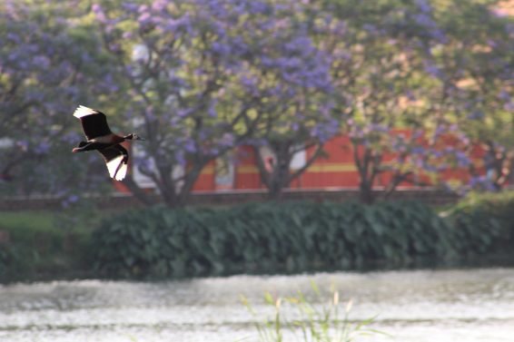 My favorite 22 Things To Do Antananarivo, Madagascar