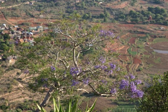 My favorite 22 Things To Do Antananarivo, Madagascar