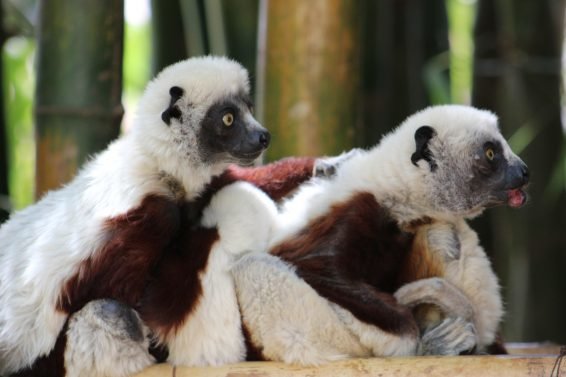 My favorite 22 Things To Do Antananarivo, Madagascar