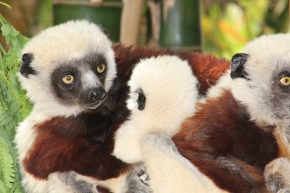 My favorite 22 Things To Do Antananarivo, Madagascar