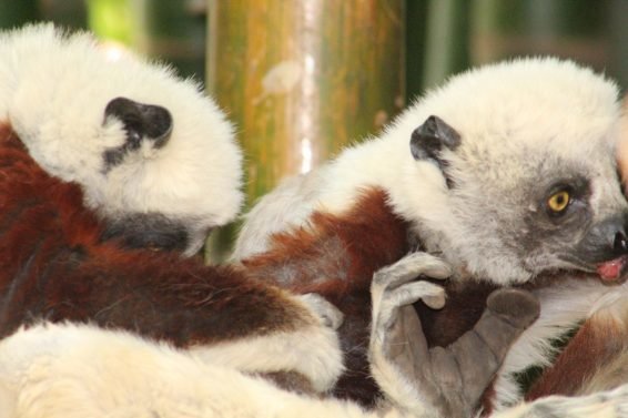 My favorite 22 Things To Do Antananarivo, Madagascar