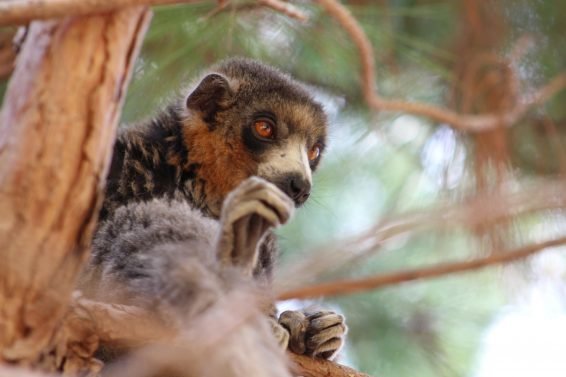 My favorite 22 Things To Do Antananarivo, Madagascar