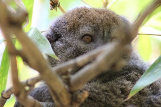 My favorite 22 Things To Do Antananarivo, Madagascar