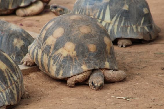 My favorite 22 Things To Do Antananarivo, Madagascar