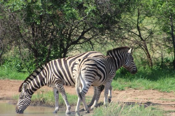 My favorite 10 Things To Do in Johannesburg, South Africa