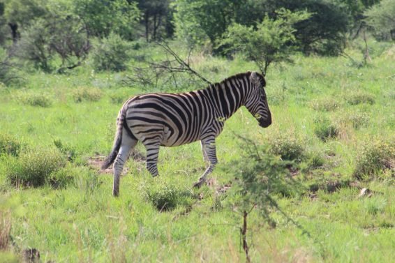 My favorite 10 Things To Do in Johannesburg, South Africa