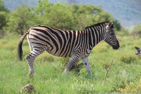 My favorite 10 Things To Do in Johannesburg, South Africa