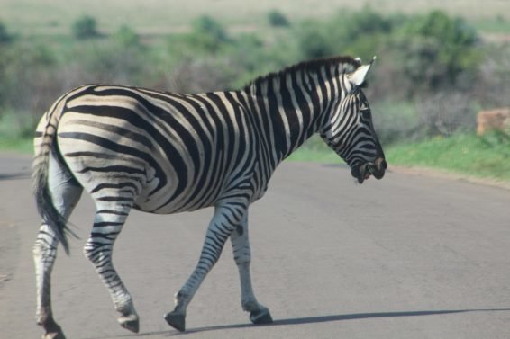 My favorite 10 Things To Do in Johannesburg, South Africa