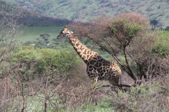 My favorite 10 Things To Do in Johannesburg, South Africa