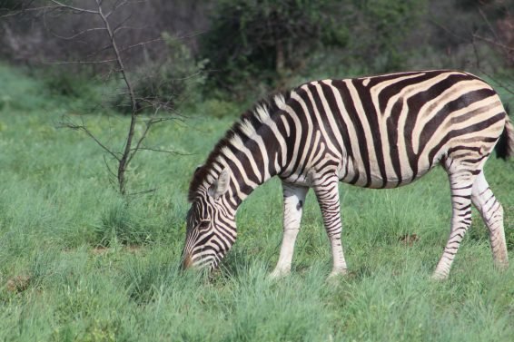 My favorite 10 Things To Do in Johannesburg, South Africa