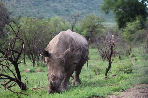 My favorite 10 Things To Do in Johannesburg, South Africa
