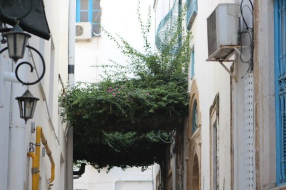 My favorite Things to Do Tunis
